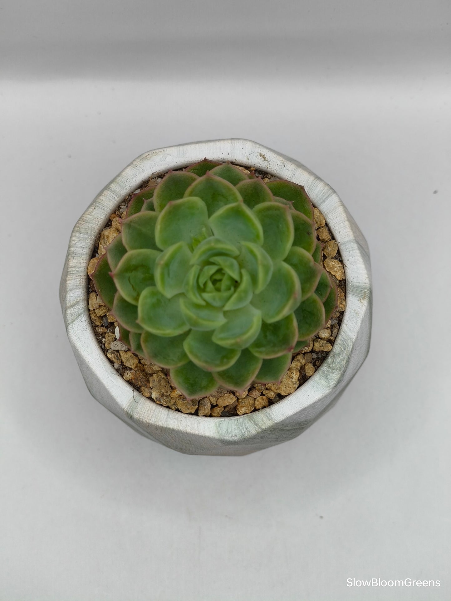 Succulent Classic Marble Earth Green Moss - SlowBloomGreens