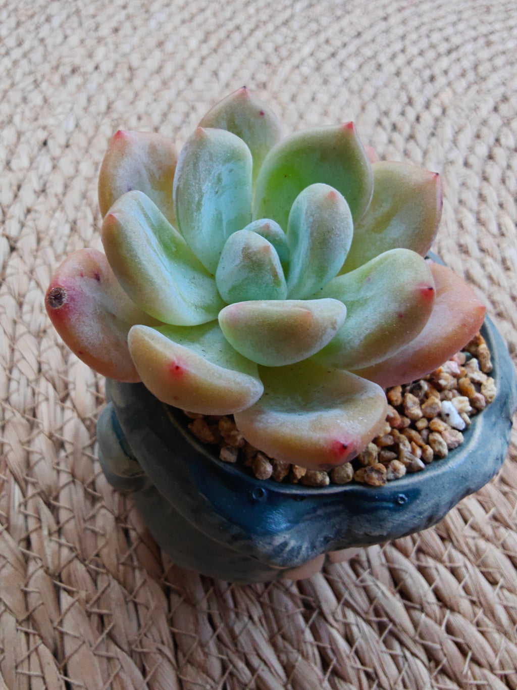 Rustic Bloom Succulent Planter – Echeveria 'Orange Monroe'