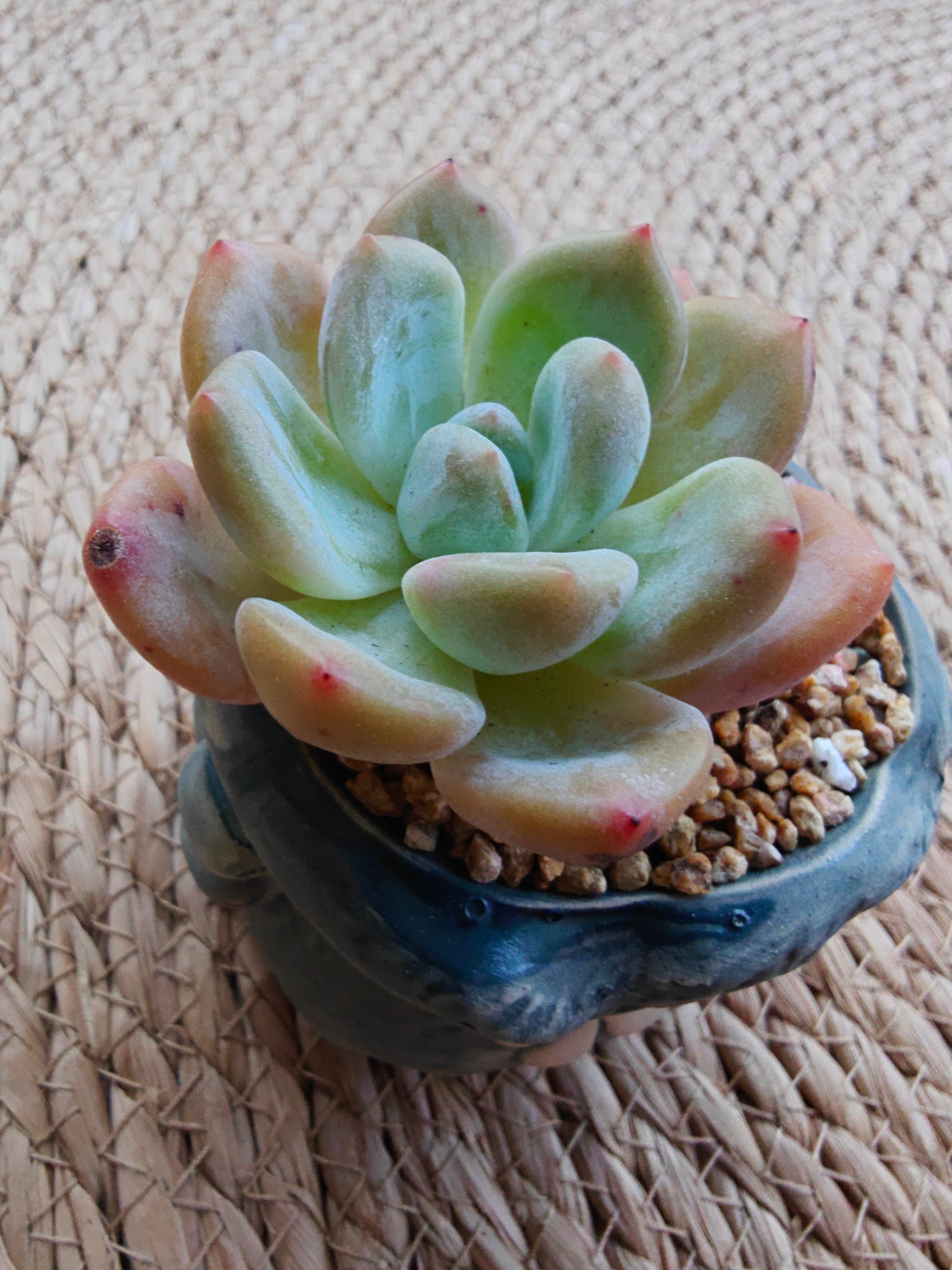 Rustic Bloom Succulent Planter – Echeveria 'Orange Monroe'