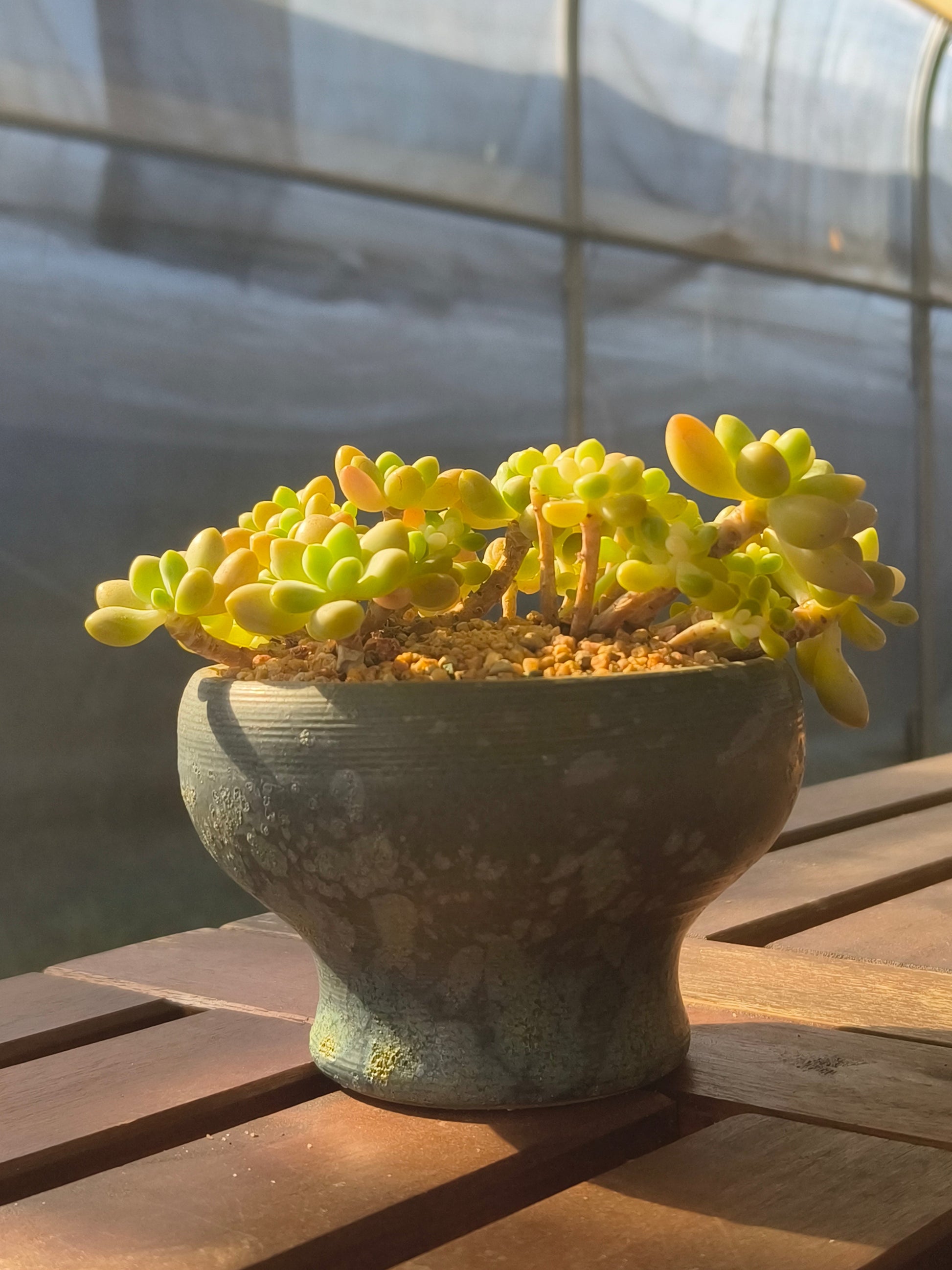 Succulent Moonlit Bloom Planter – Blue-Green with Graptopetalum Mendoza - SlowBloomGreens