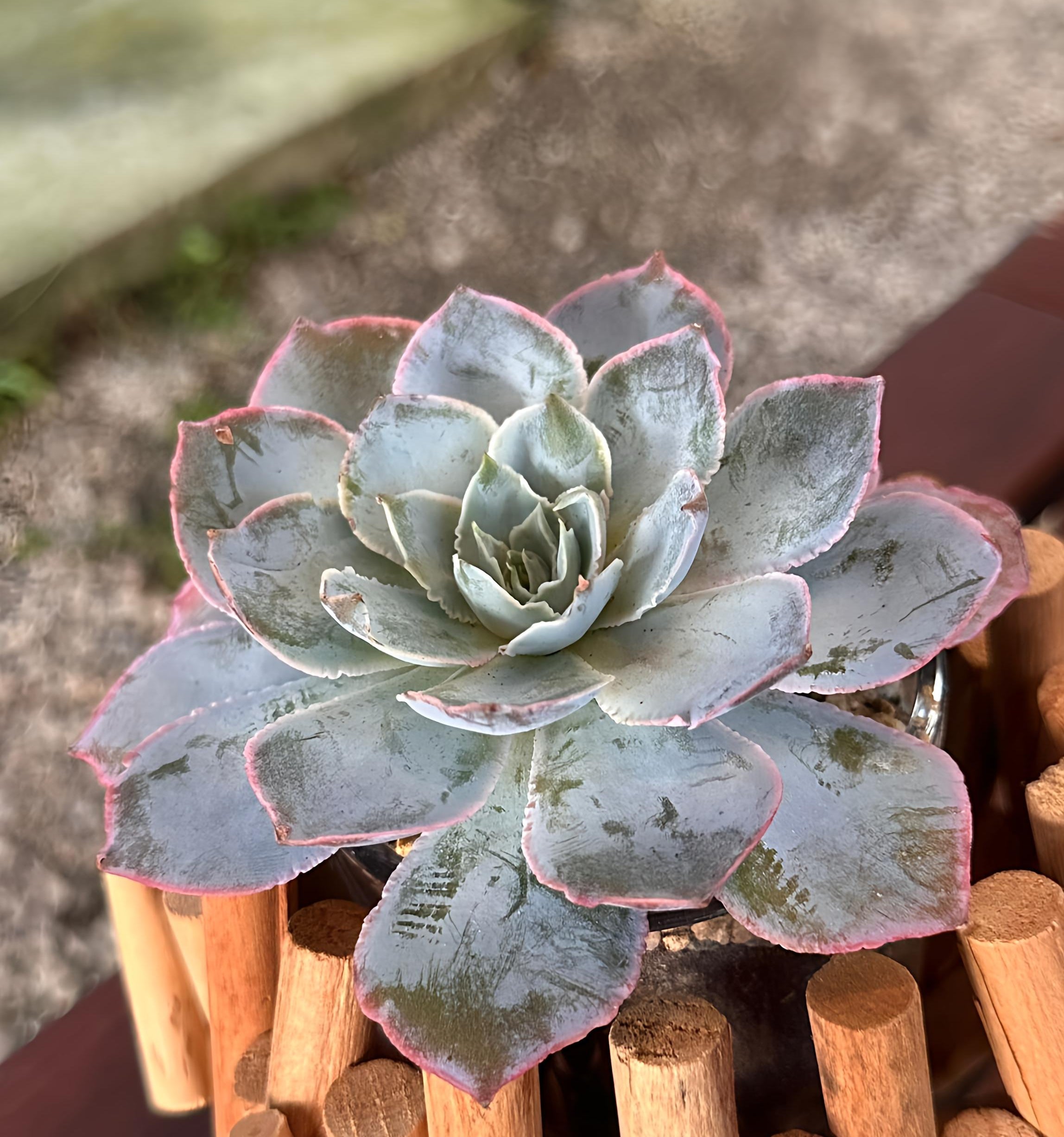 Succulent Starter Planter - Peacock Echeveria