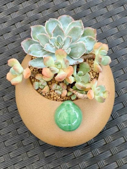Succulent Seven-Spotted Ladybug Planter – Handcrafted Succulents