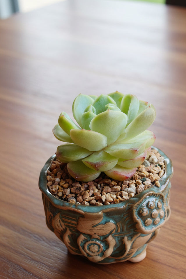 Vintage Teal Succulent Planter – Echeveria Elegans