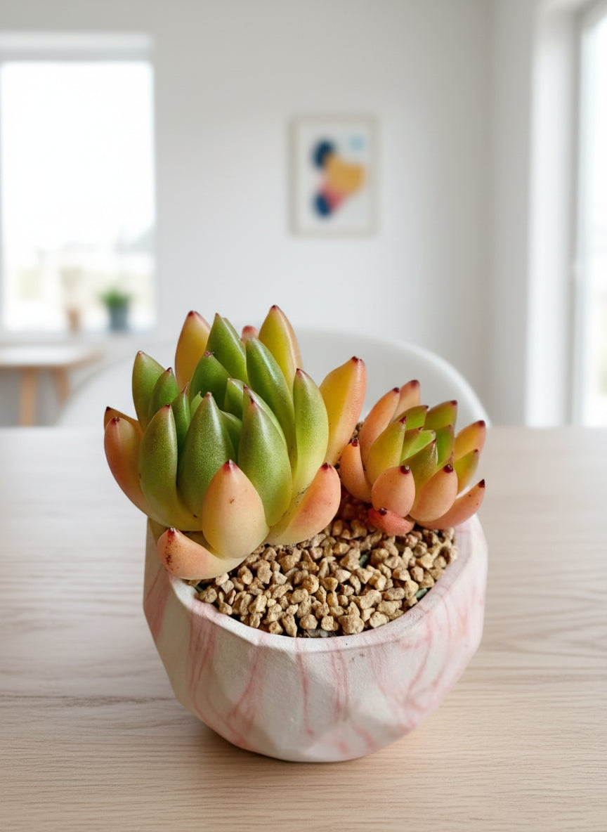 Succulent Classic Marble Orange Planter – Lipstick Echeveria