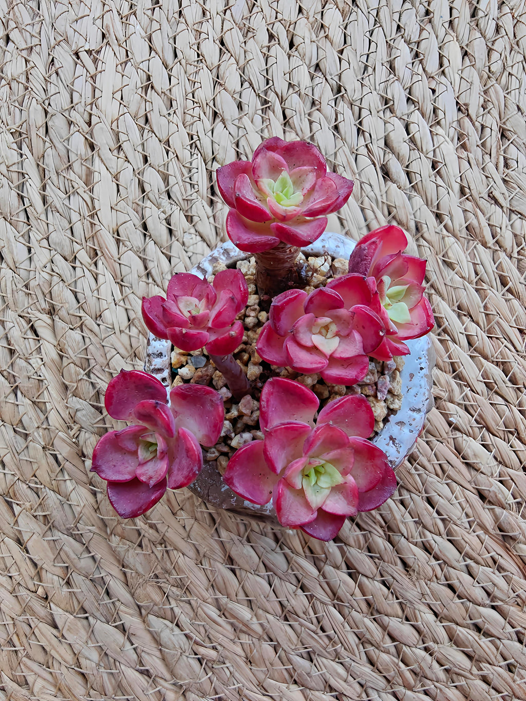 Rustic Bloom Succulent Planter – Sedeveria 'Letizia' - SlowBloomGreens