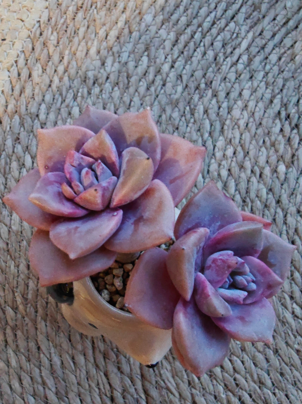 Succulent Dog Bud Vase – Graptopetalum 'Purple Delight - SlowBloomGreens