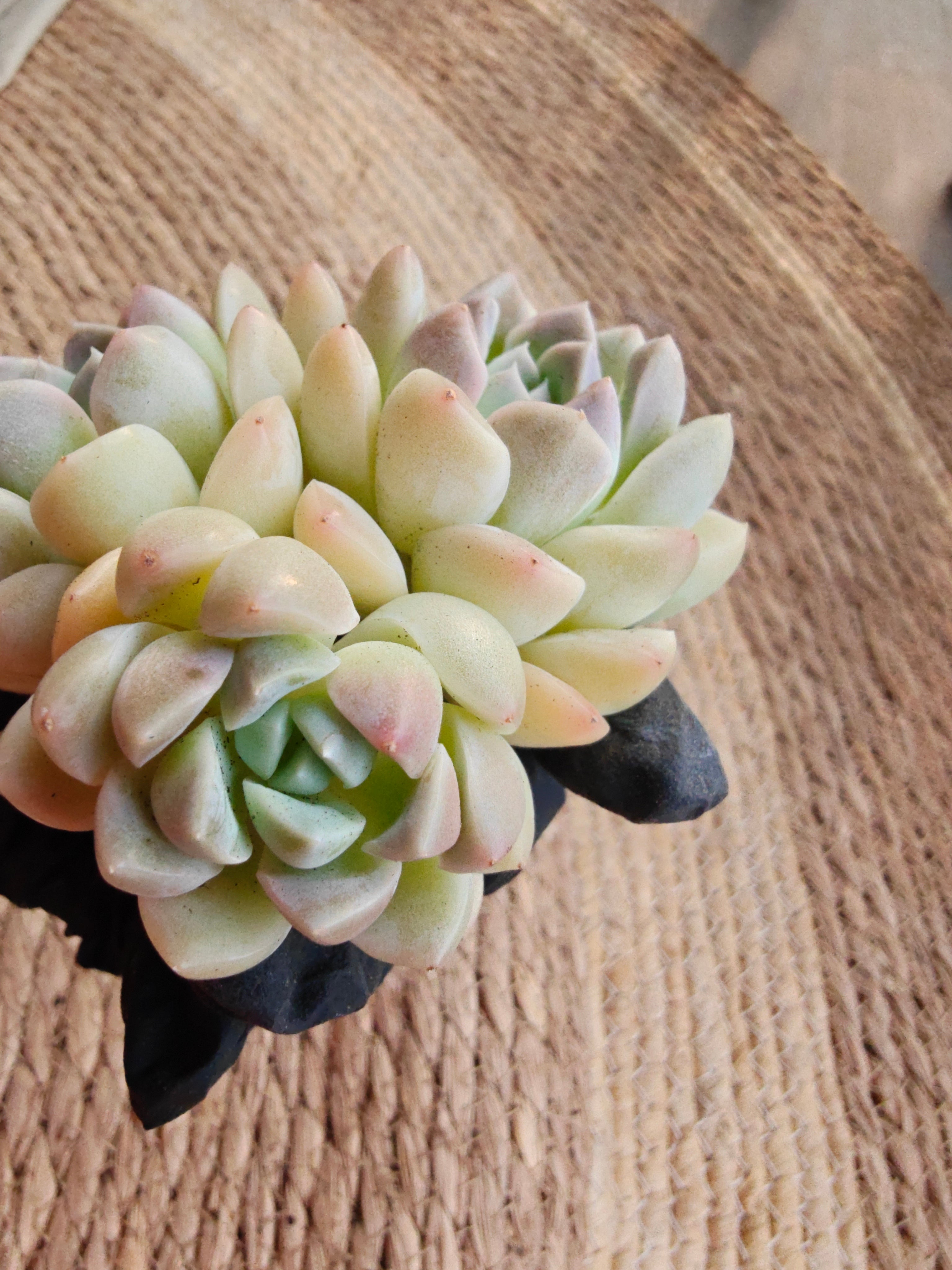 Echeveria Elegans ‘Alba’ Succulent (3-Headed Cluster – Bare Root Succulent