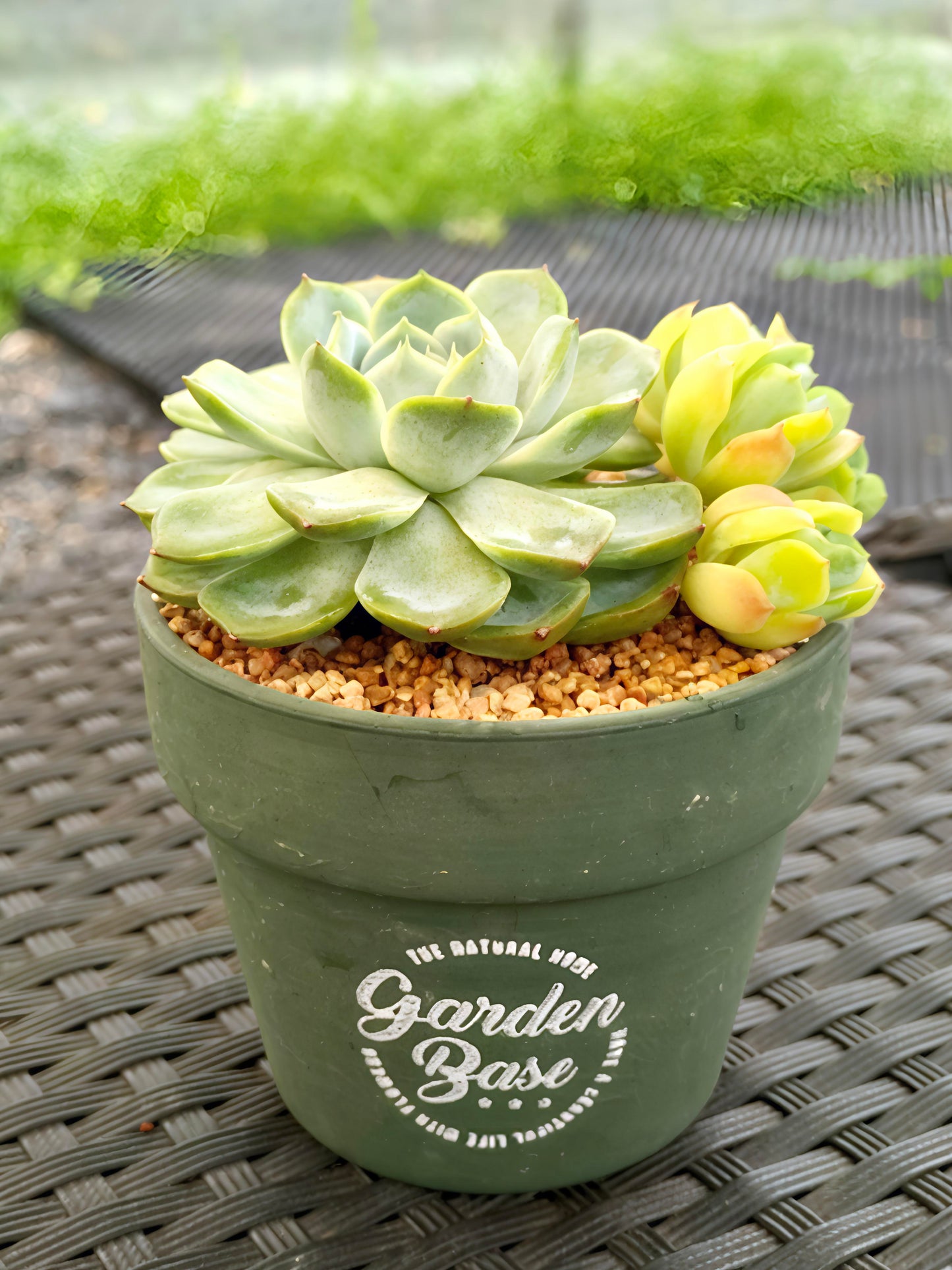Succulent Rustica Garden Planter – Echeveria Onslow & Elegans - SlowBloomGreens