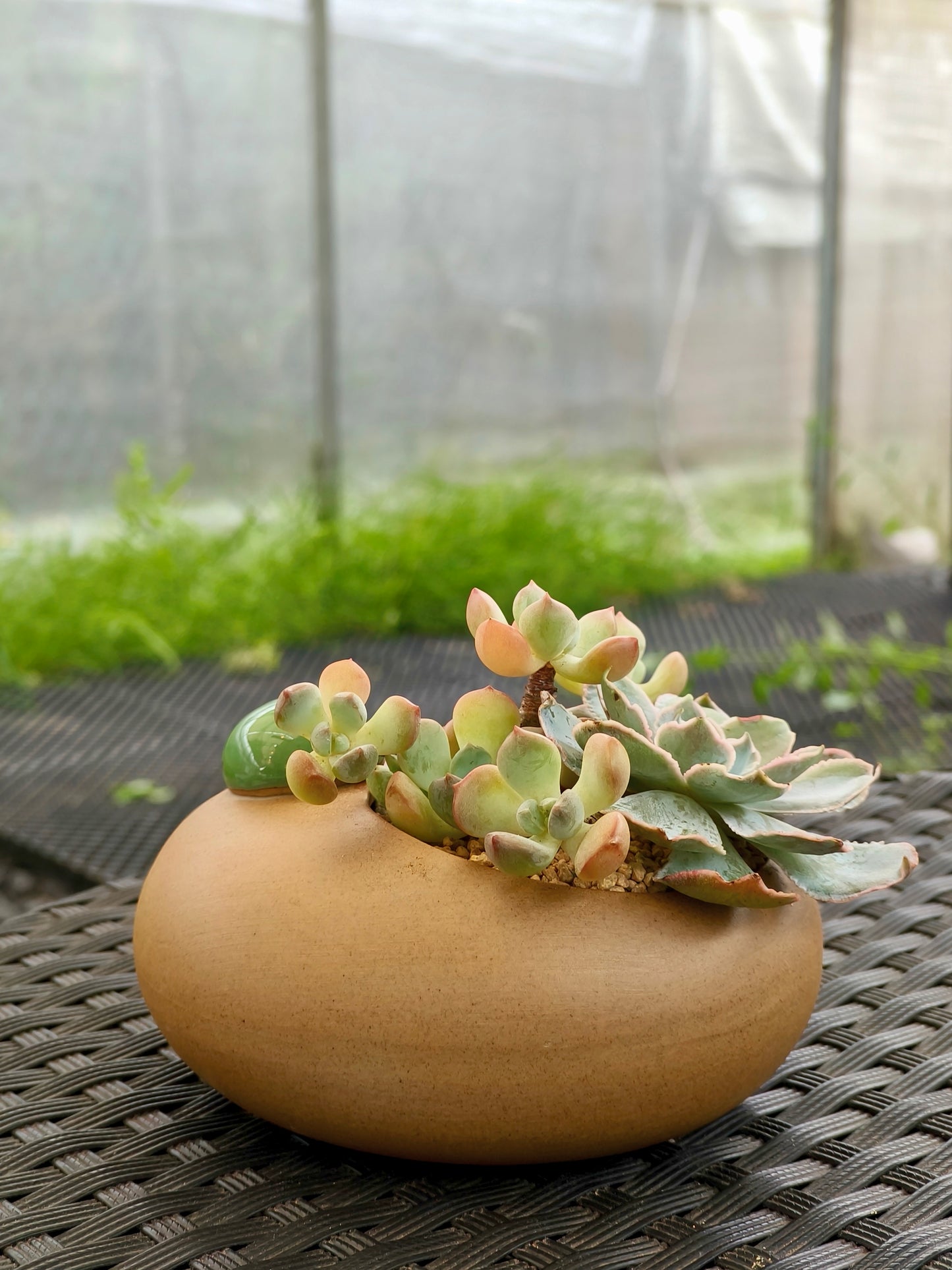 Succulent Seven-Spotted Ladybug Planter – Handcrafted Succulents