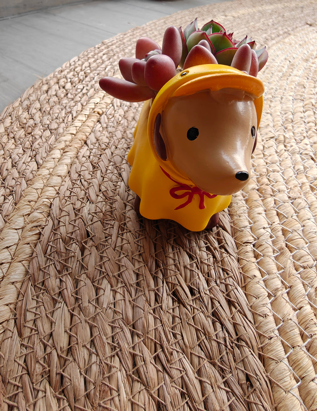 Succulent Dachshund Planter – Mixed Succulent Arrangement (Ducky Raincoat) - SlowBloomGreens