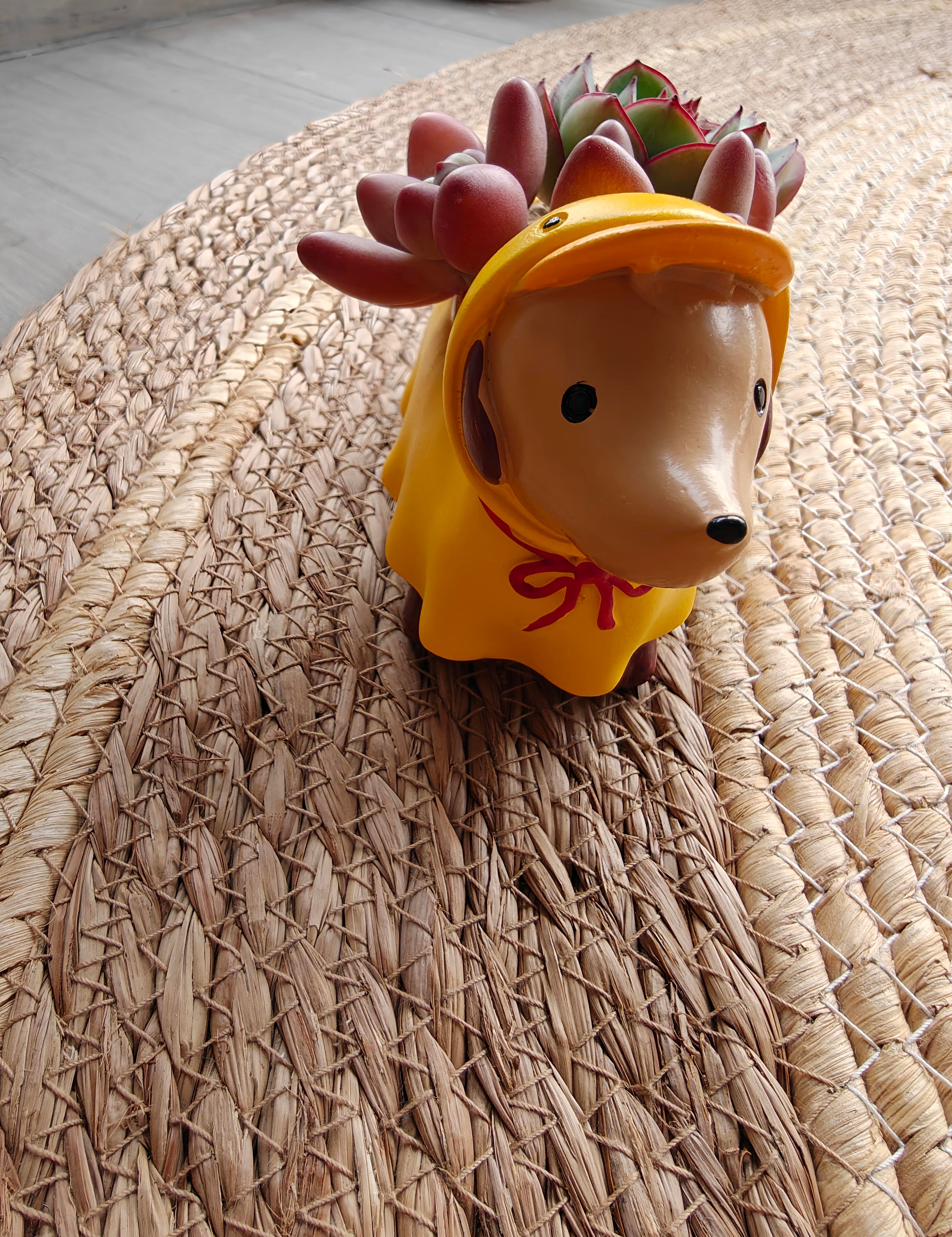 Succulent Dachshund Planter – Mixed Succulent Arrangement (Ducky Raincoat)