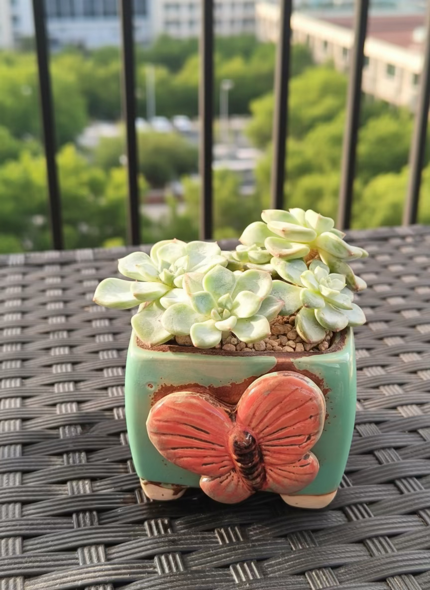 Succulent Ceramic Butterfly Square Teal Planter – Graptoveria 'Titubans'