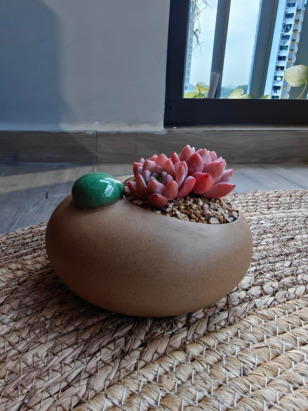 Succulent Seven-Spotted Ladybug Planter – Echeveria 'Cherry Blossom' - SlowBloomGreens