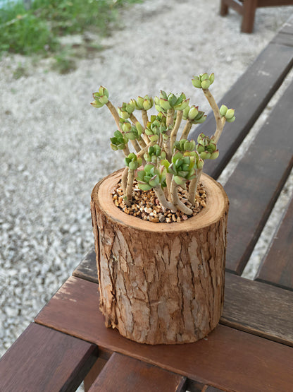 Succulent Nature Log - Echeveria Supia