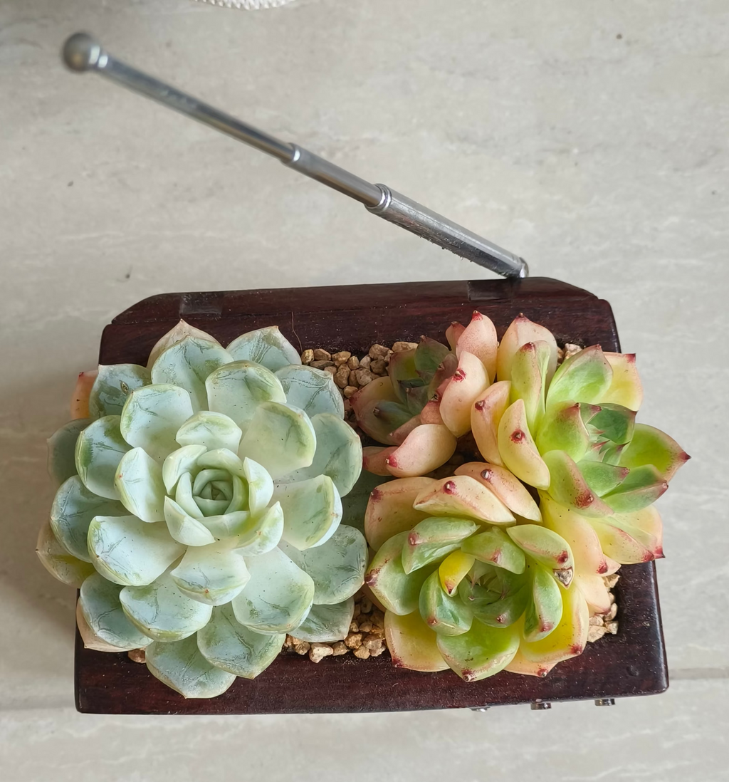 Succulent Retro TV Planter – Echeveria Hybrid - SlowBloomGreens