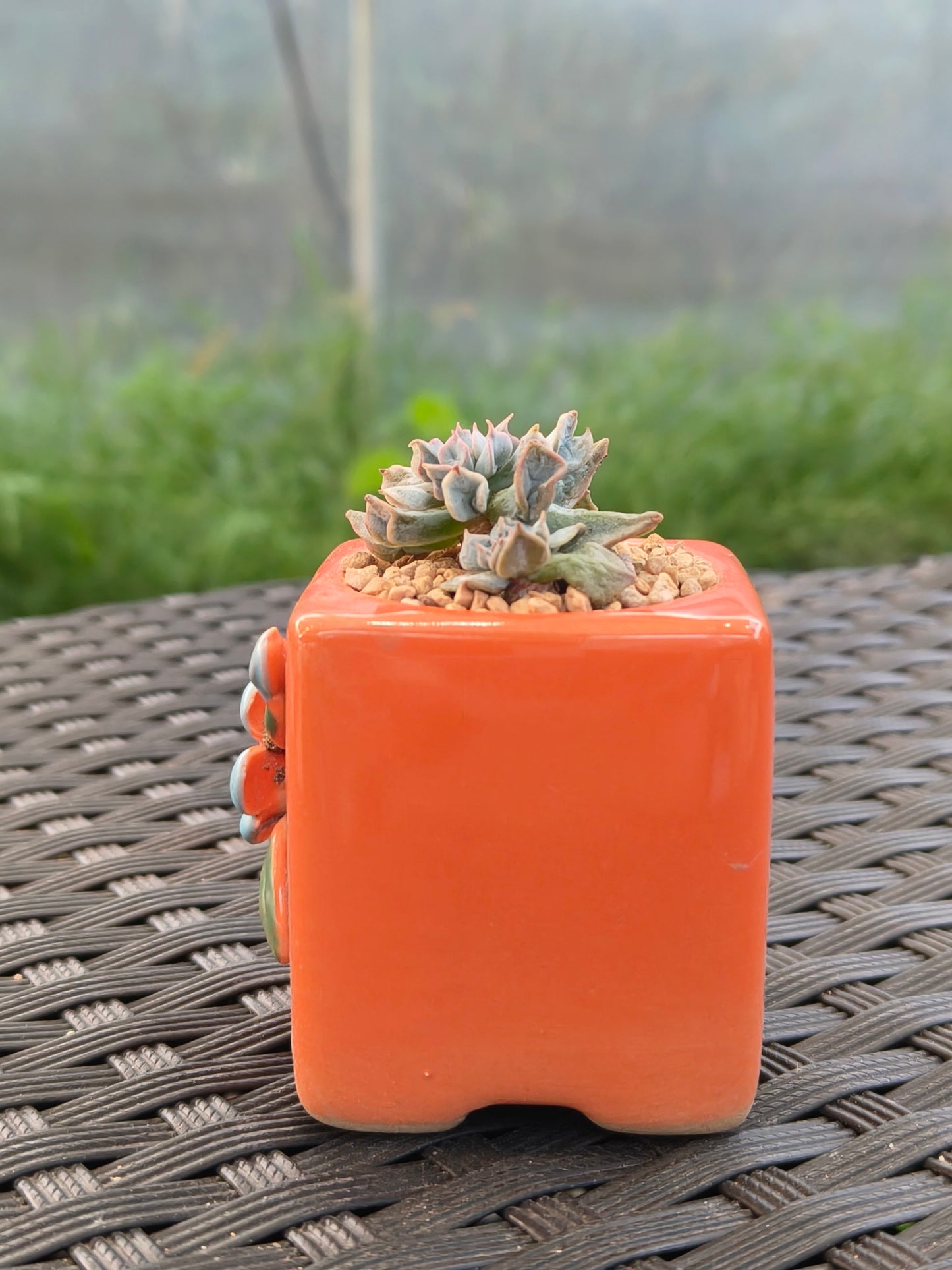 Succulent Floral Charm Orange Mini Planter – Echeveria 'Cubic Frost' (Botle tree)