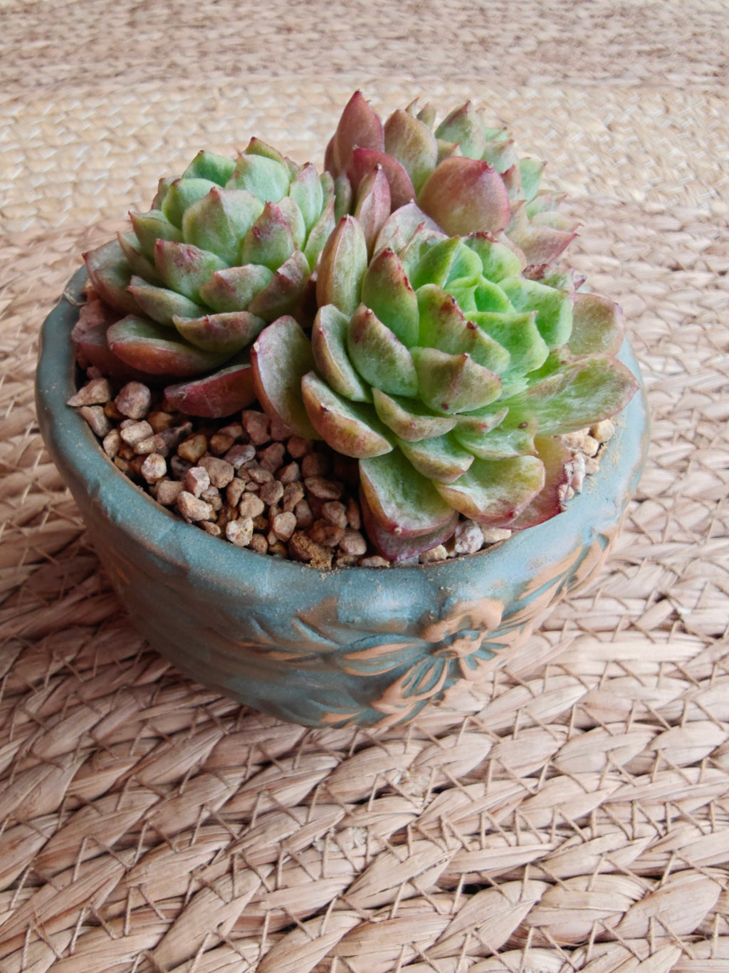 Vintage Teal Succulent Planter – Echeveria 'Lime n Chili' - SlowBloomGreens