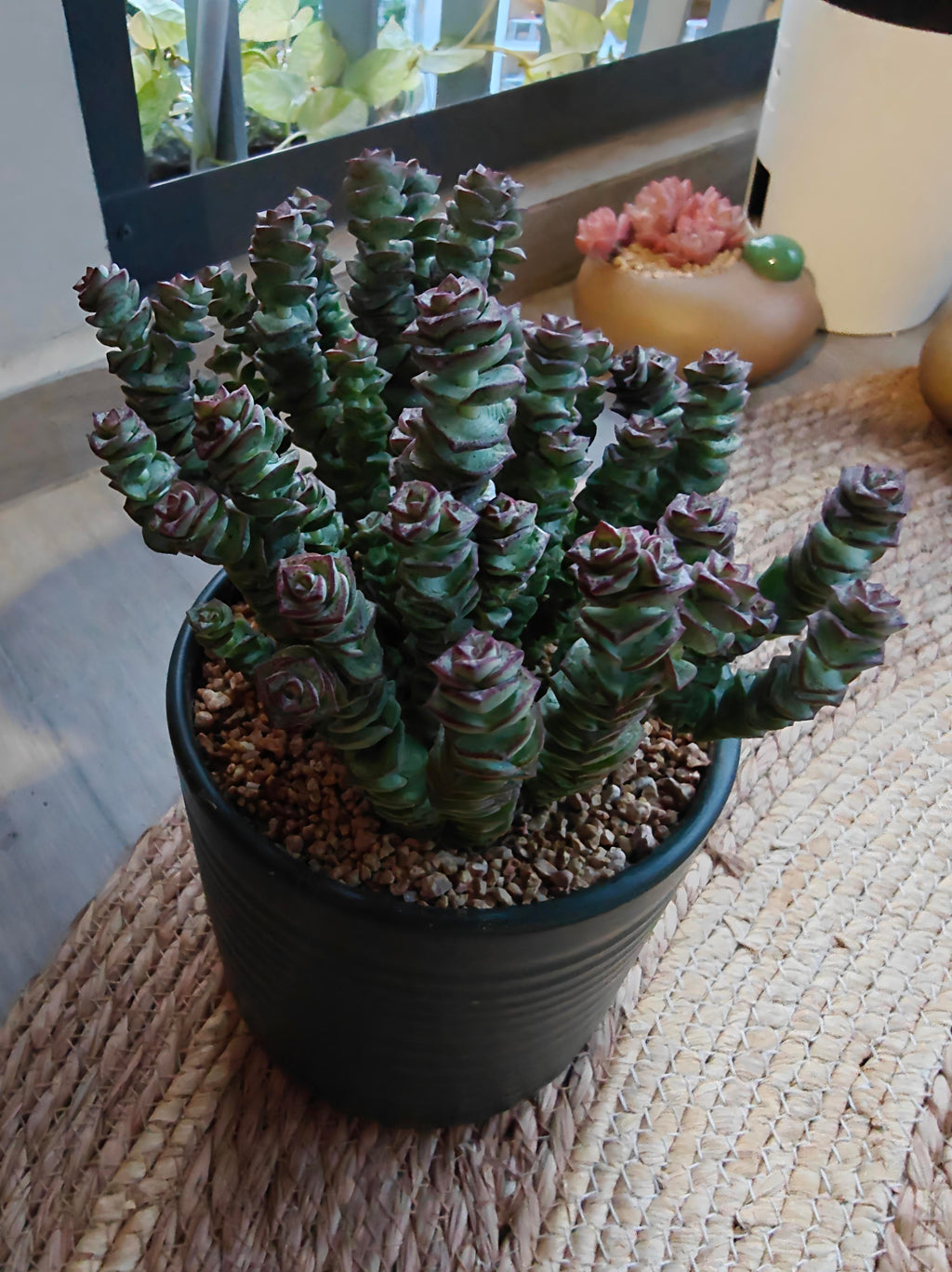 Succulent Ceramic Green Planter – Crassula ‘Jade Necklace’ - SlowBloomGreens