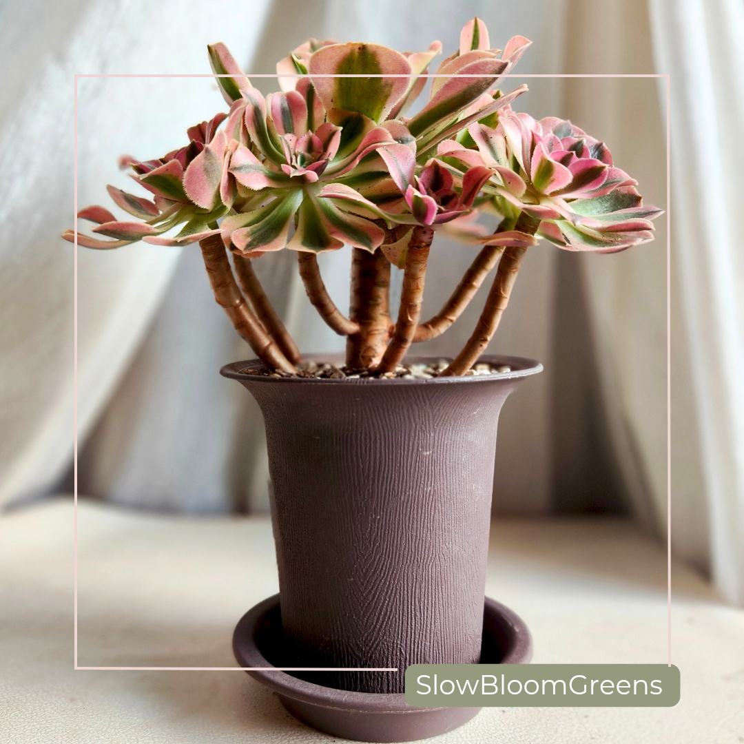 Aeonium Pink Witch Variegata – Rare Bare Root Succulent