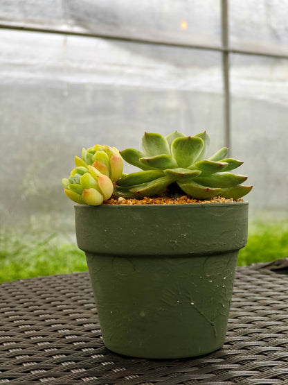 Succulent Rustica Garden Planter – Echeveria Onslow & Elegans - SlowBloomGreens