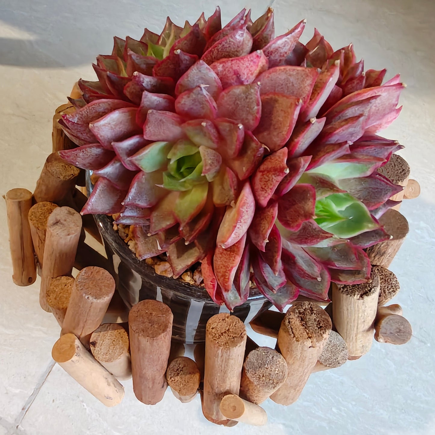 Succulent Rustic Wood Log Planter – Echeveria Agavoides (4-Headed Cluster) - SlowBloomGreens