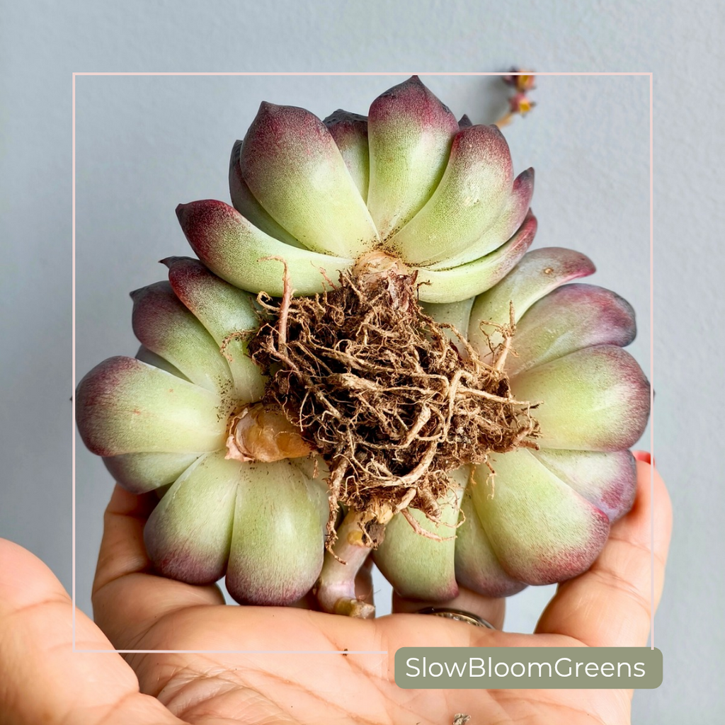 Echeveria ‘Black Prince’ – Bare Root Succulent - SlowBloomGreens