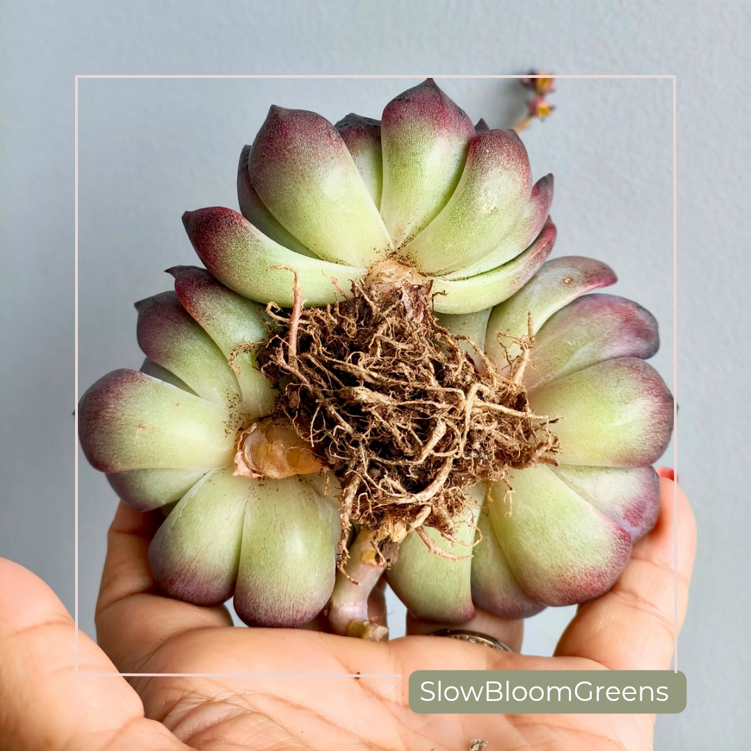 Echeveria ‘Black Prince’ – Bare Root Succulent