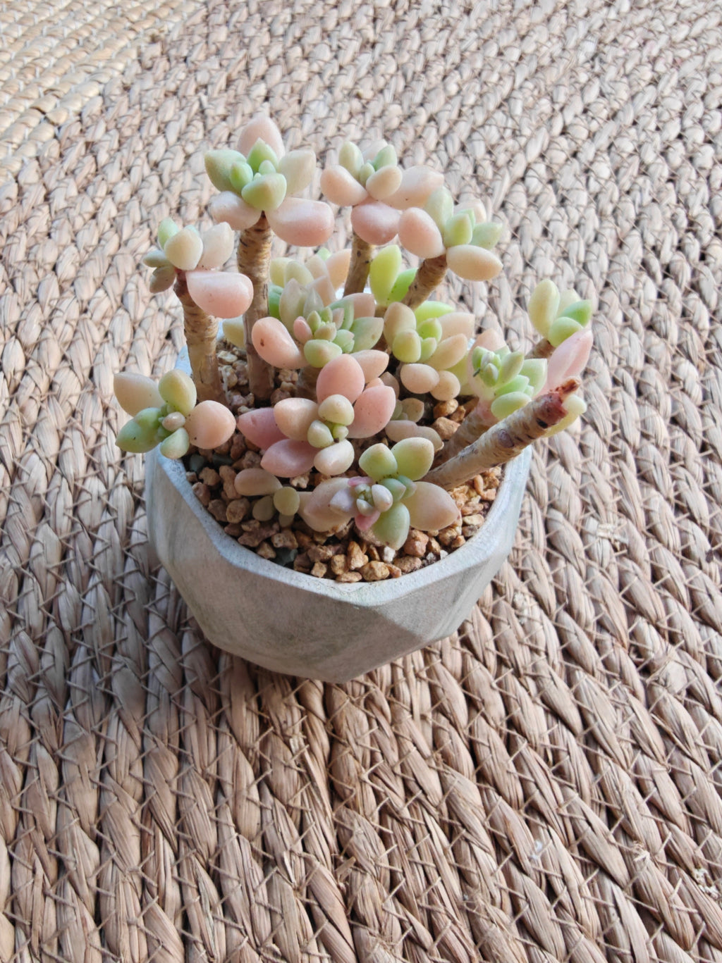 Classic Marble Green Planter – Graptopetalum 'Mirinae' - SlowBloomGreens