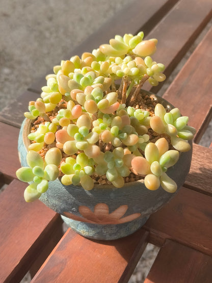 Succulent Moonlit Bloom Planter – Blue-Green with Graptopetalum Mendoza - SlowBloomGreens