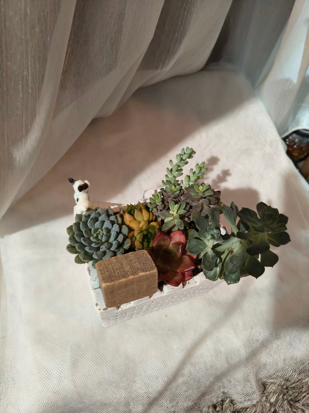 Succulent Sakura Blue - Sedum Lucidum - SlowBloomGreens