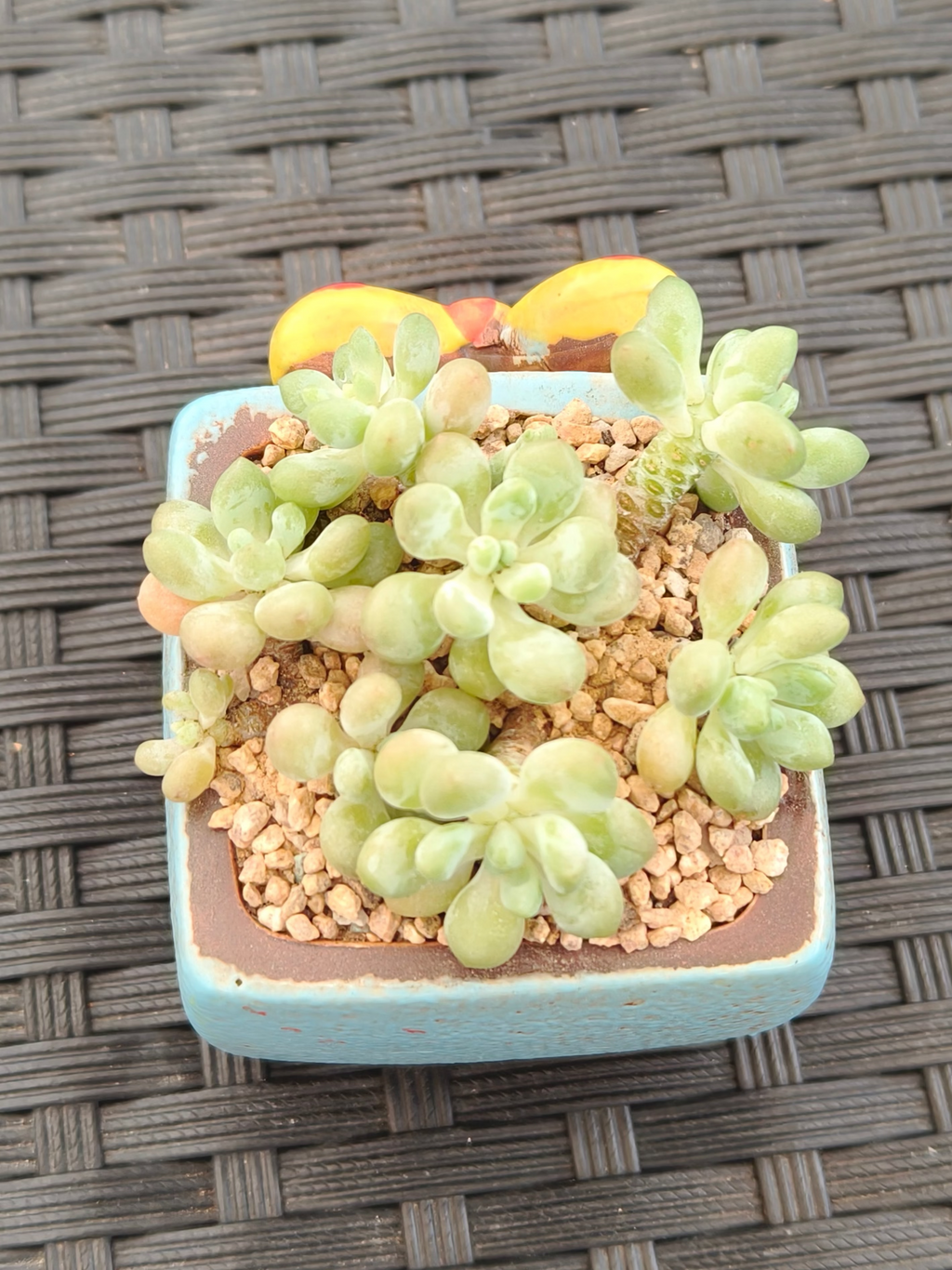 Succulent Festive Yellow Bow Square Planter – Tiscalatengo gorge sedum - SlowBloomGreens