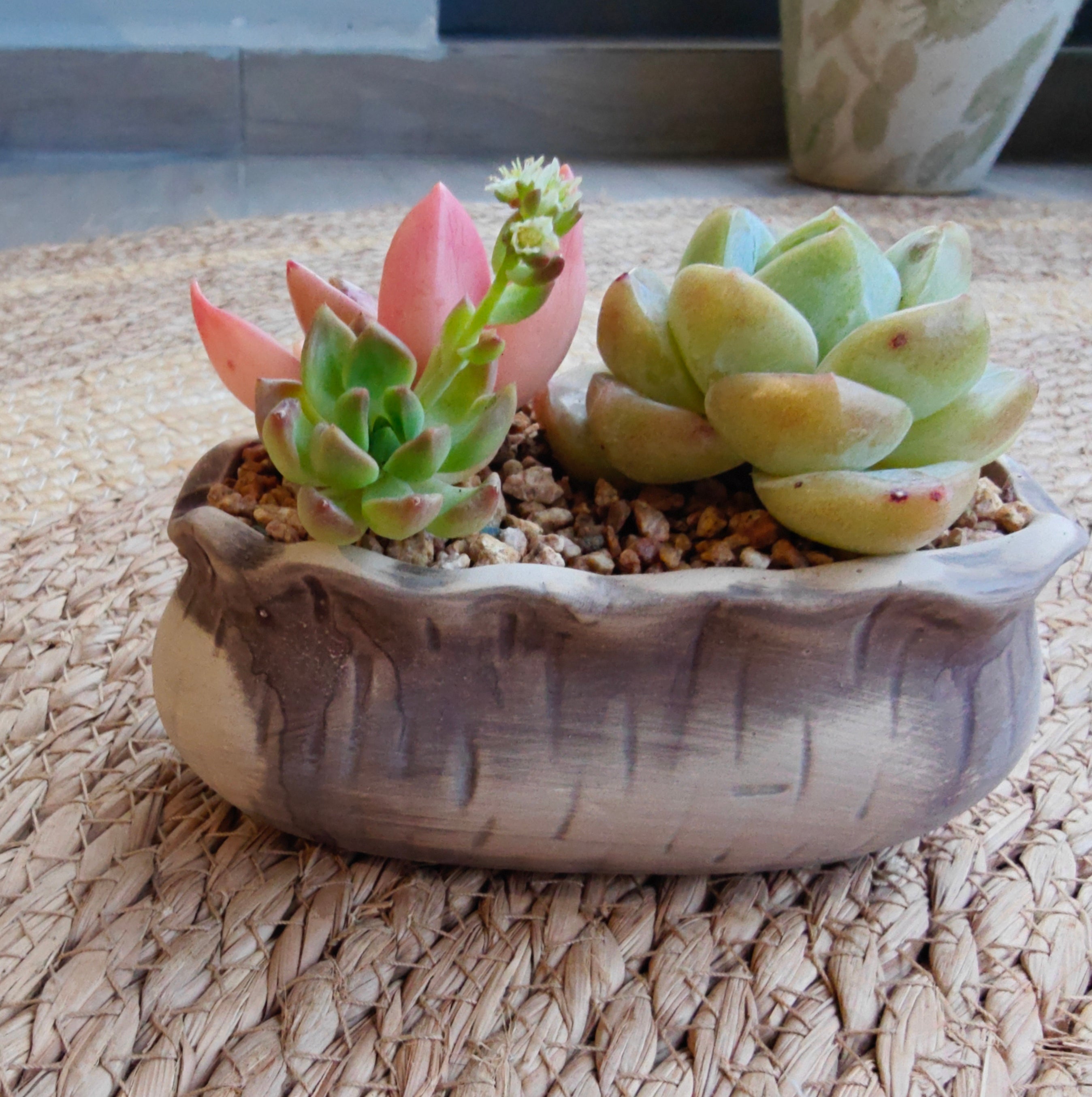 Rustic Bloom Succulent Planter – Echeveria Ice Green with Graptosedum Bronze