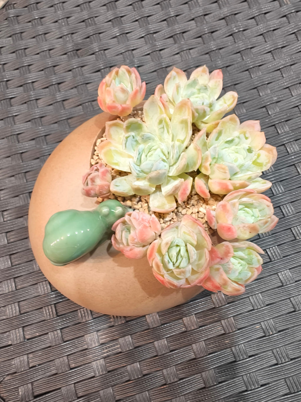 Succulent Snail Planter – Echeveria Suryeon - SlowBloomGreens