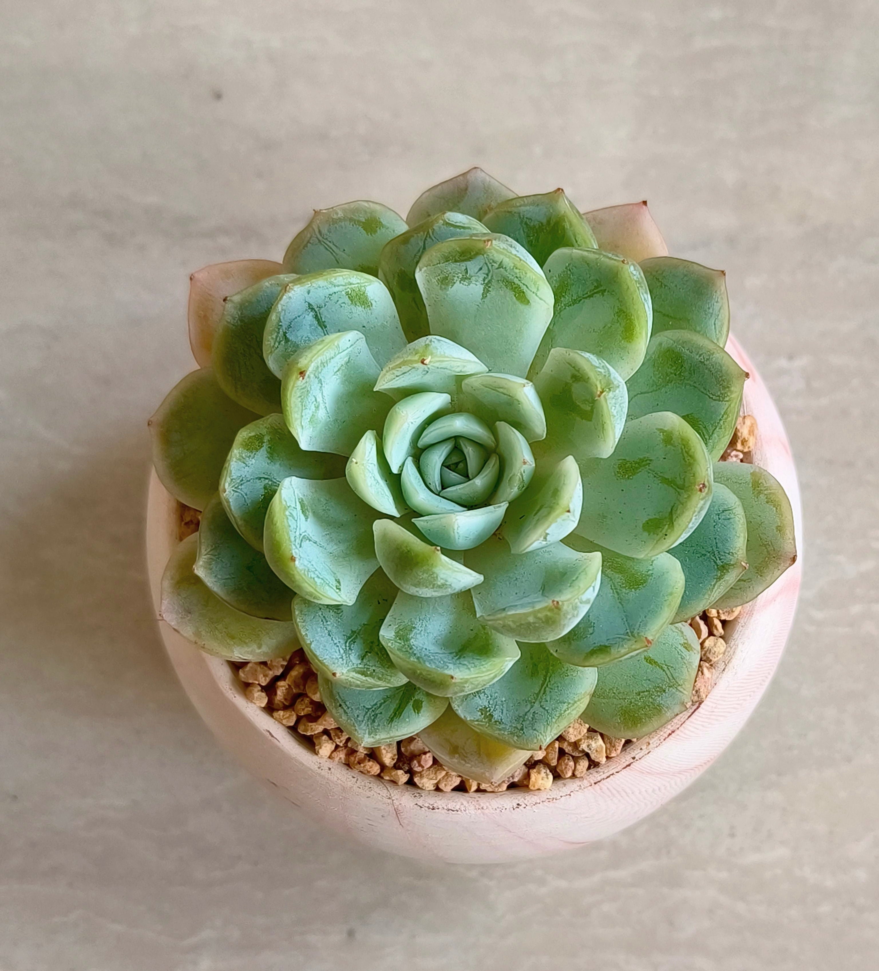 Succulent Elegant Round Orange Planter – Echeveria Elegans 'Mexican Snowball' - SlowBloomGreens