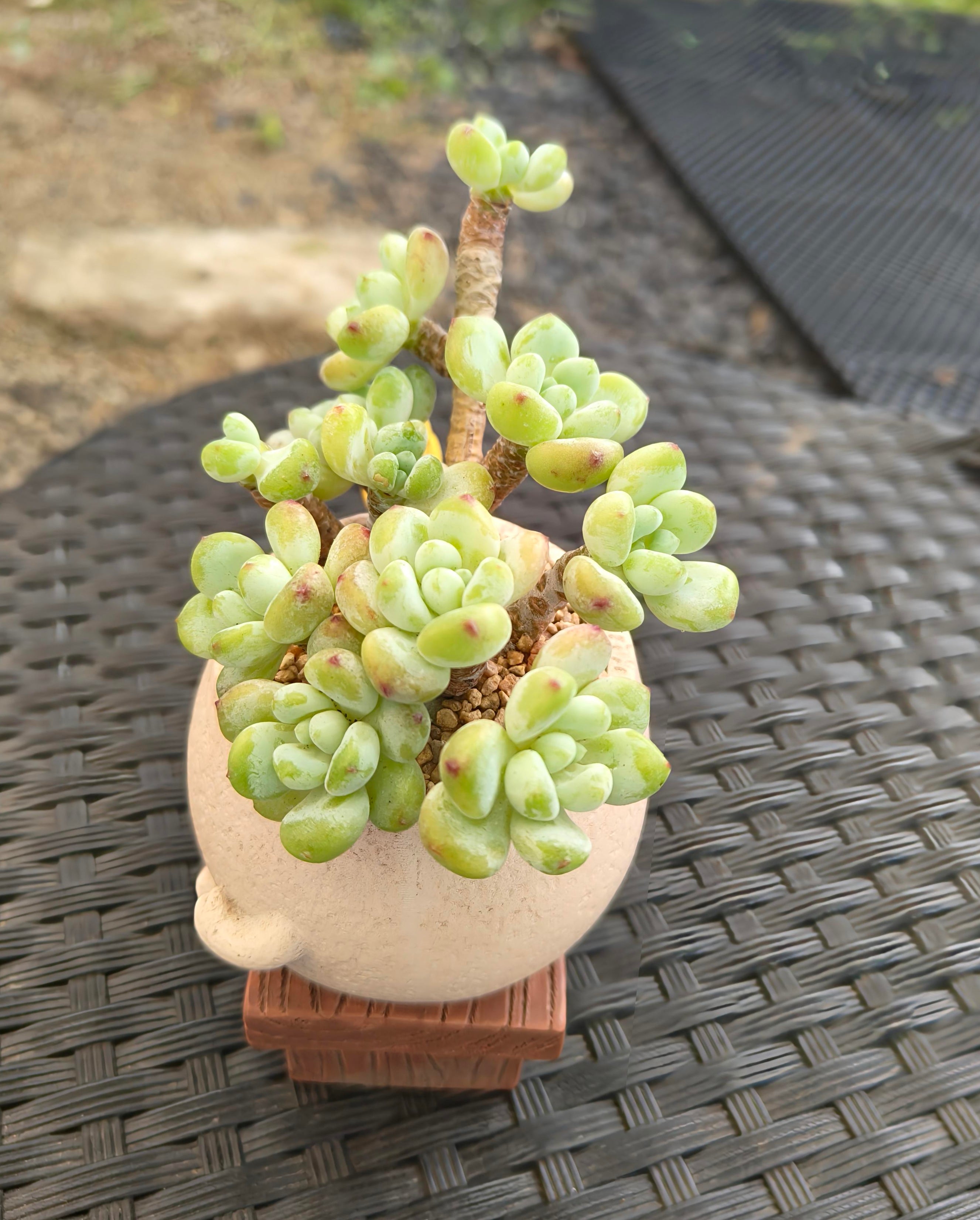 Succulent Happy Buddy Planter – Tiscalatengo Gorge Sedum - SlowBloomGreens