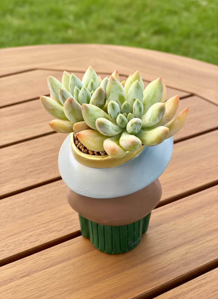 Succulent Girl Planter – Blowing Love with Pachyphytum 'Sky Beauty' - SlowBloomGreens