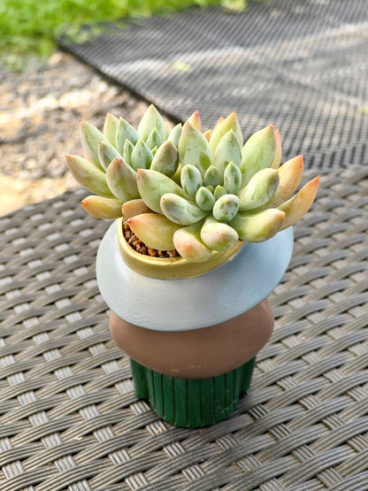 Succulent Girl Planter – Blowing Love with Pachyphytum 'Sky Beauty'