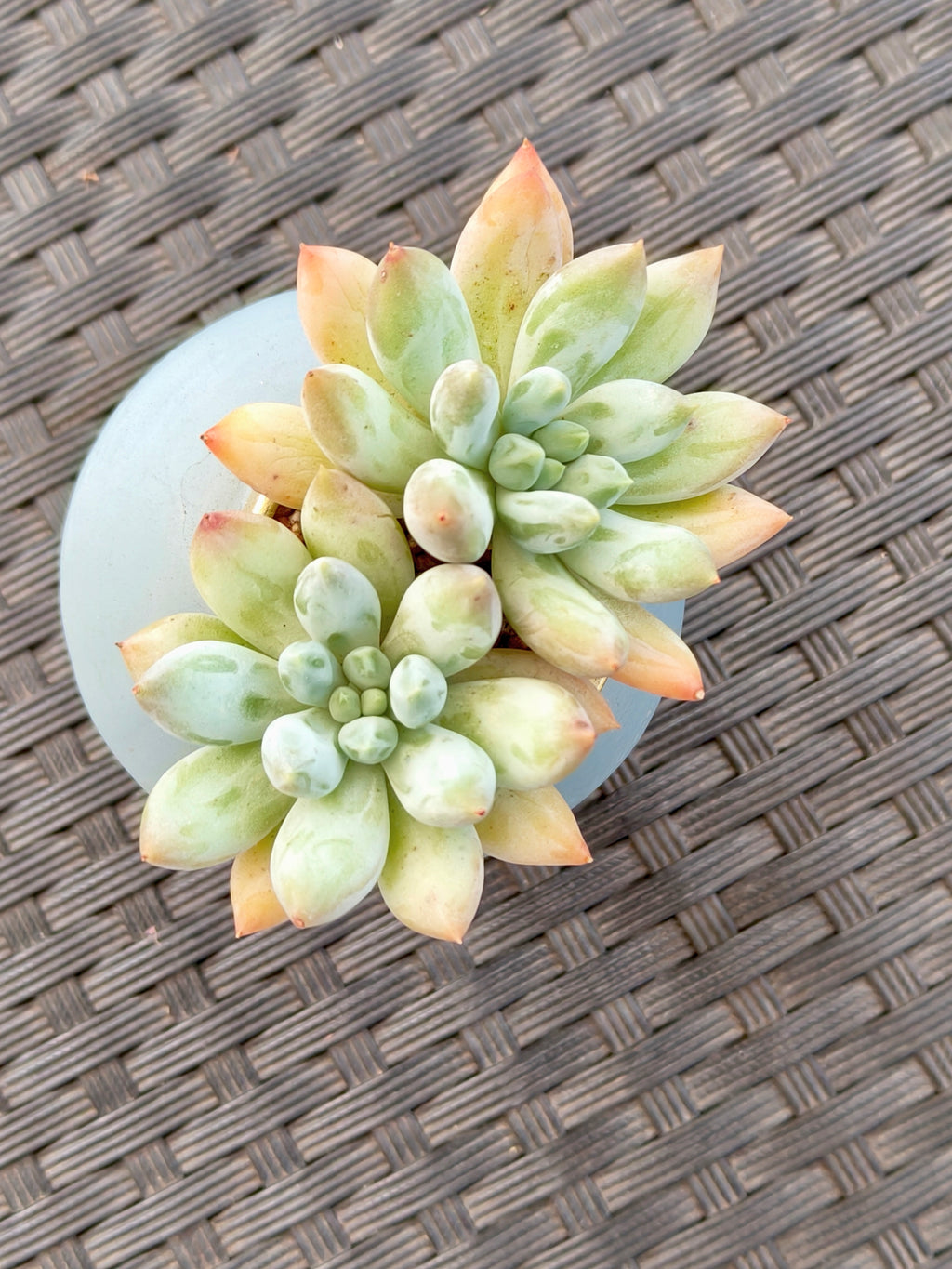 Succulent Girl Planter – Blowing Love with Pachyphytum 'Sky Beauty' - SlowBloomGreens