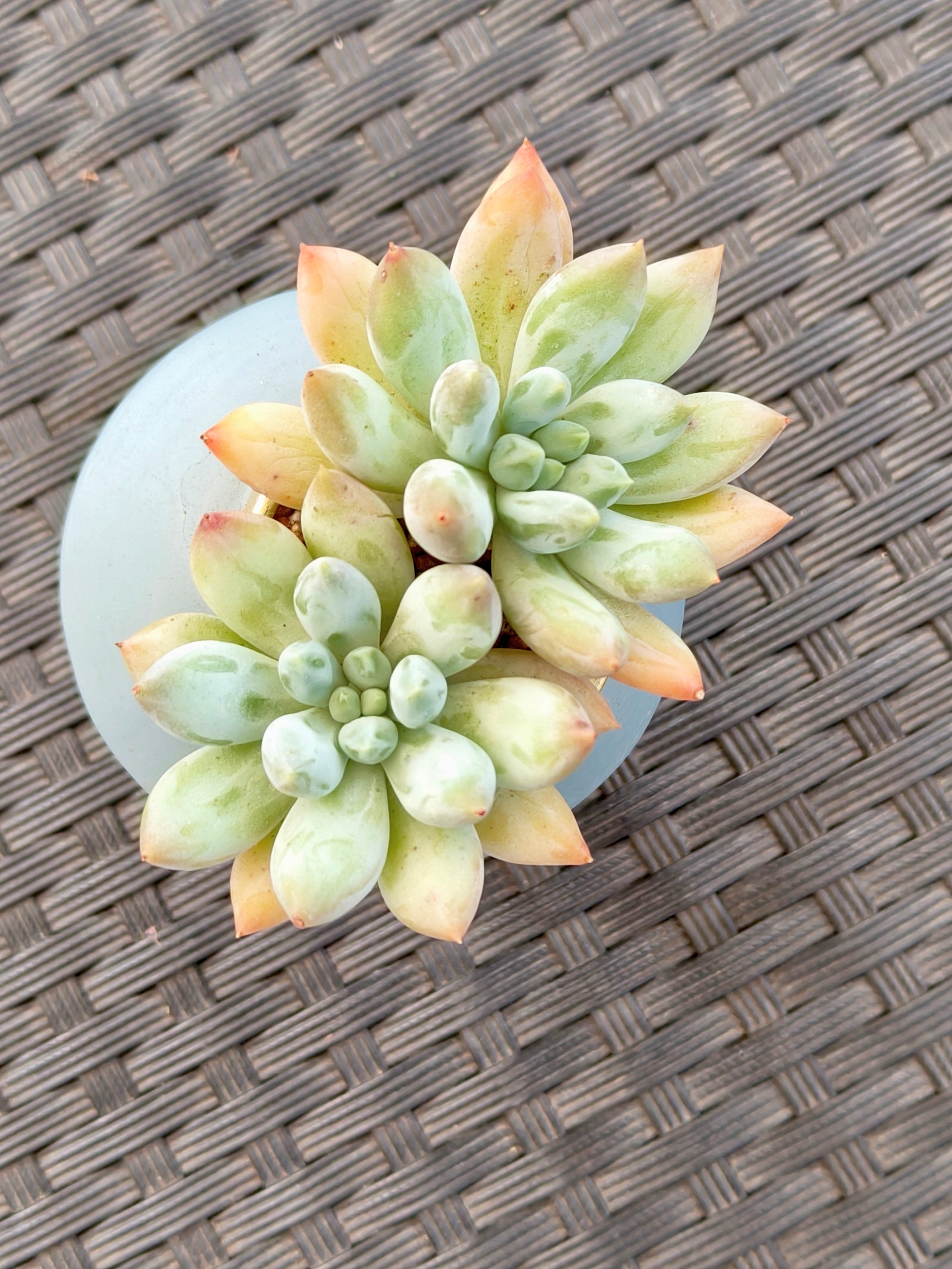 Succulent Girl Planter – Blowing Love with Pachyphytum 'Sky Beauty' - SlowBloomGreens