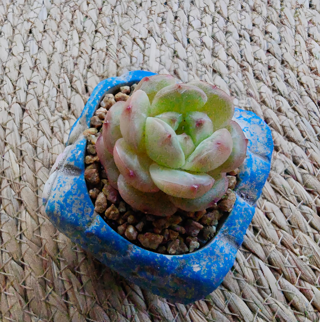 Rustic Bloom Succulent Planter – Echeveria hybrid - SlowBloomGreens