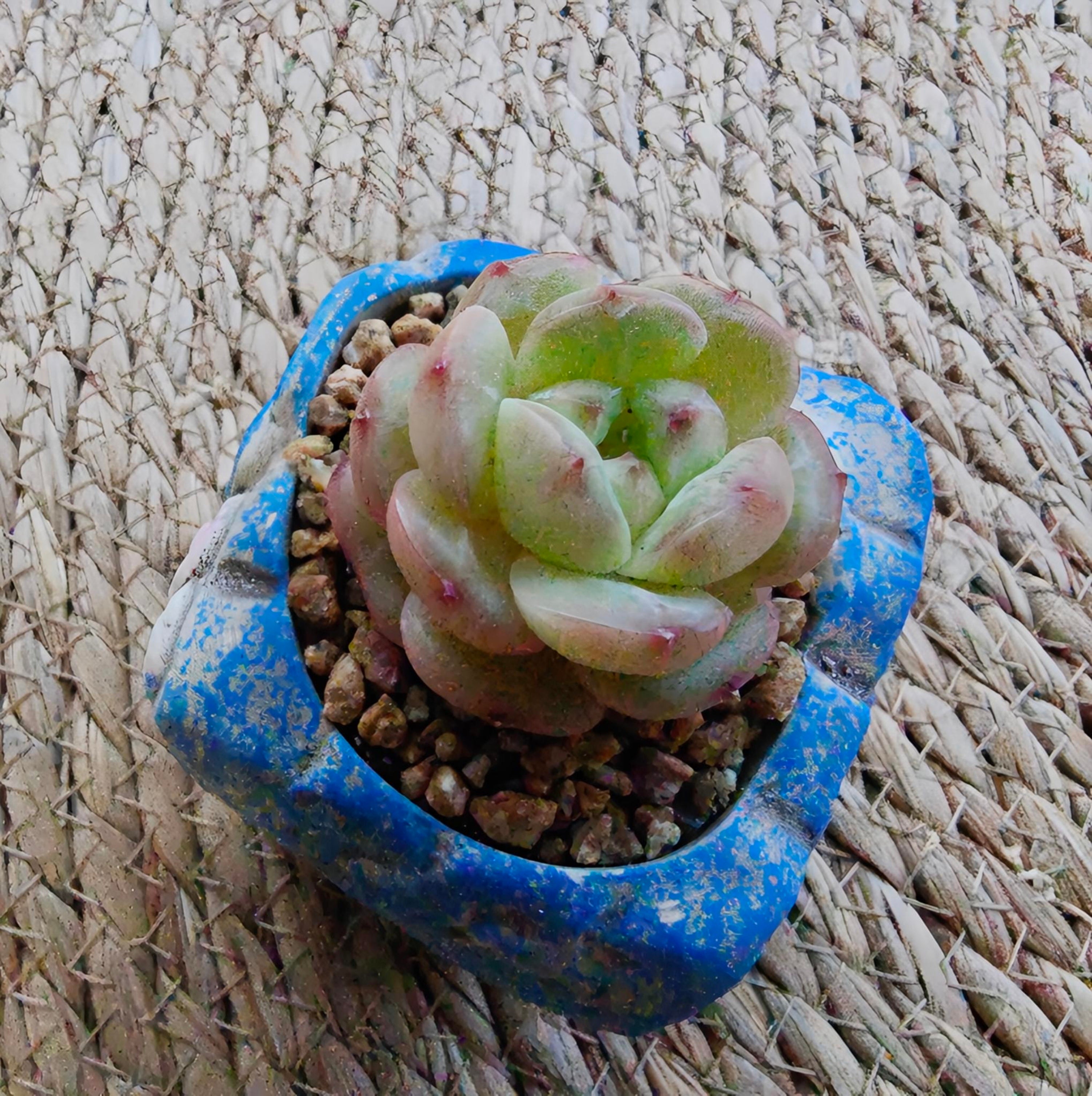 Rustic Bloom Succulent Planter – Echeveria hybrid - SlowBloomGreens