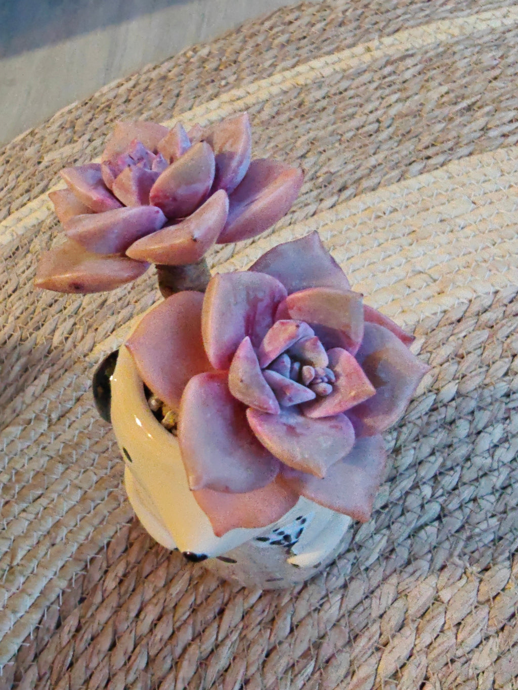 Succulent Dog Bud Vase – Graptopetalum 'Purple Delight - SlowBloomGreens
