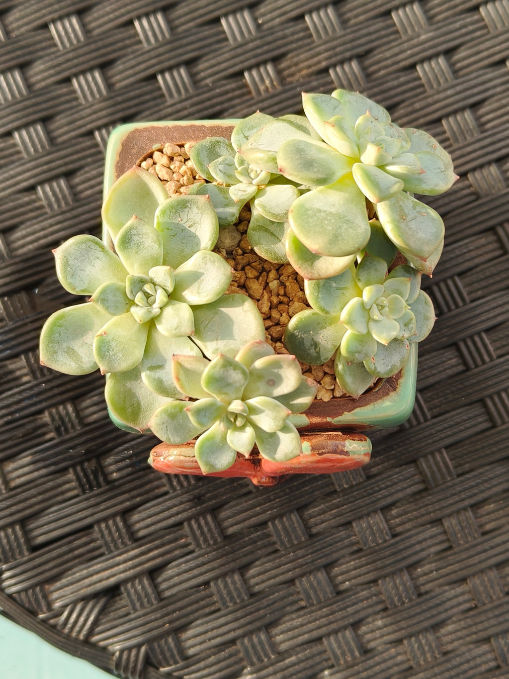 Succulent Ceramic Butterfly Square Teal Planter – Graptoveria 'Titubans' - SlowBloomGreens