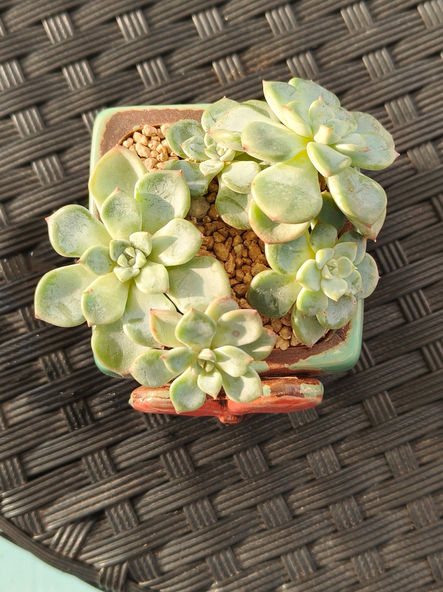 Succulent Ceramic Butterfly Square Teal Planter – Graptoveria 'Titubans'