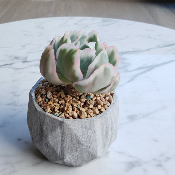 Classic Marble Grey Planter – Echeveria 'Berkley Light' - SlowBloomGreens