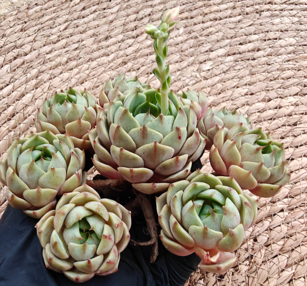Bare Root Succulent - Echeveria 'Ben Badis' Cluster