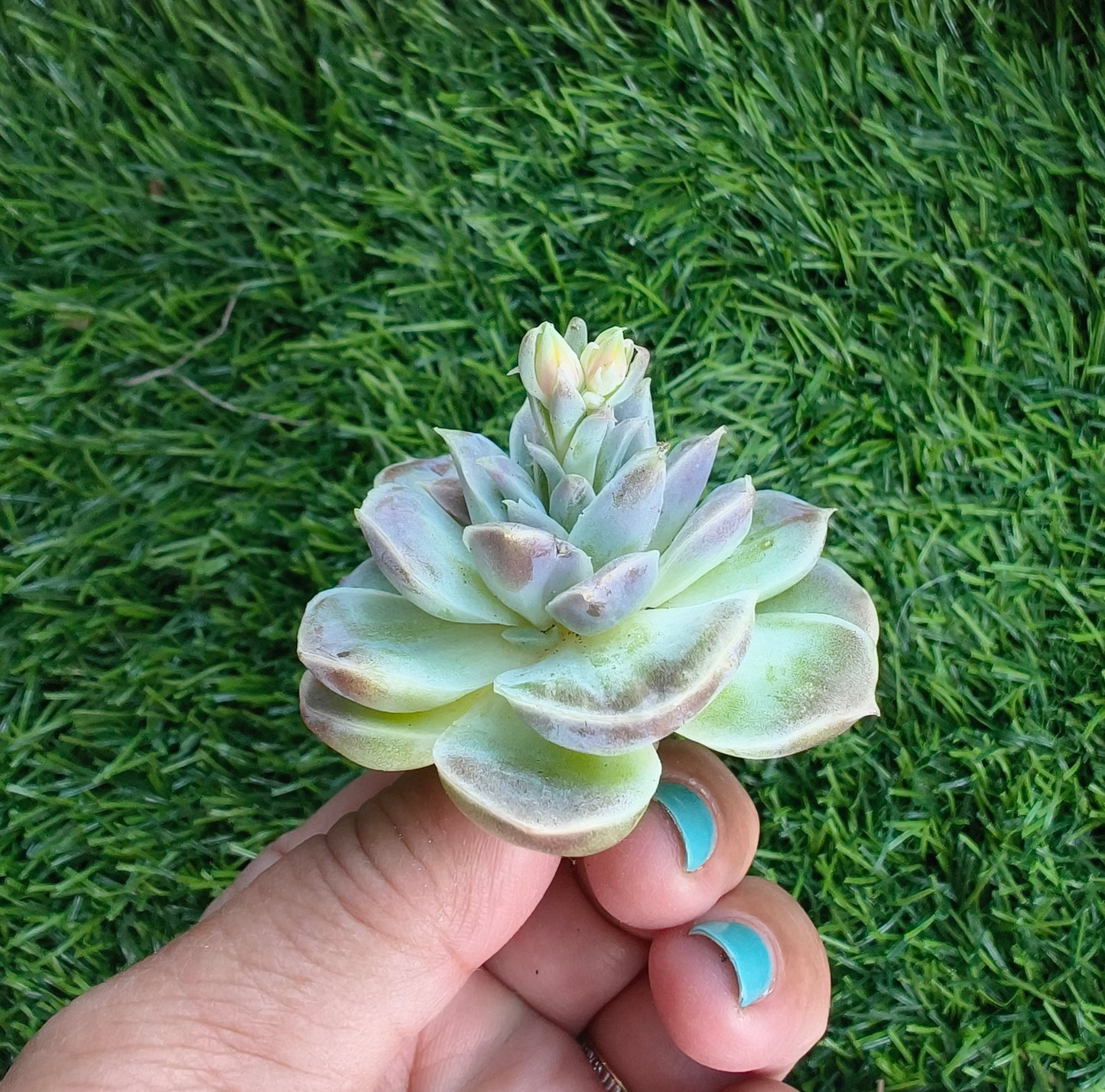 Echeveria Hyalina – Bare Root Succulent