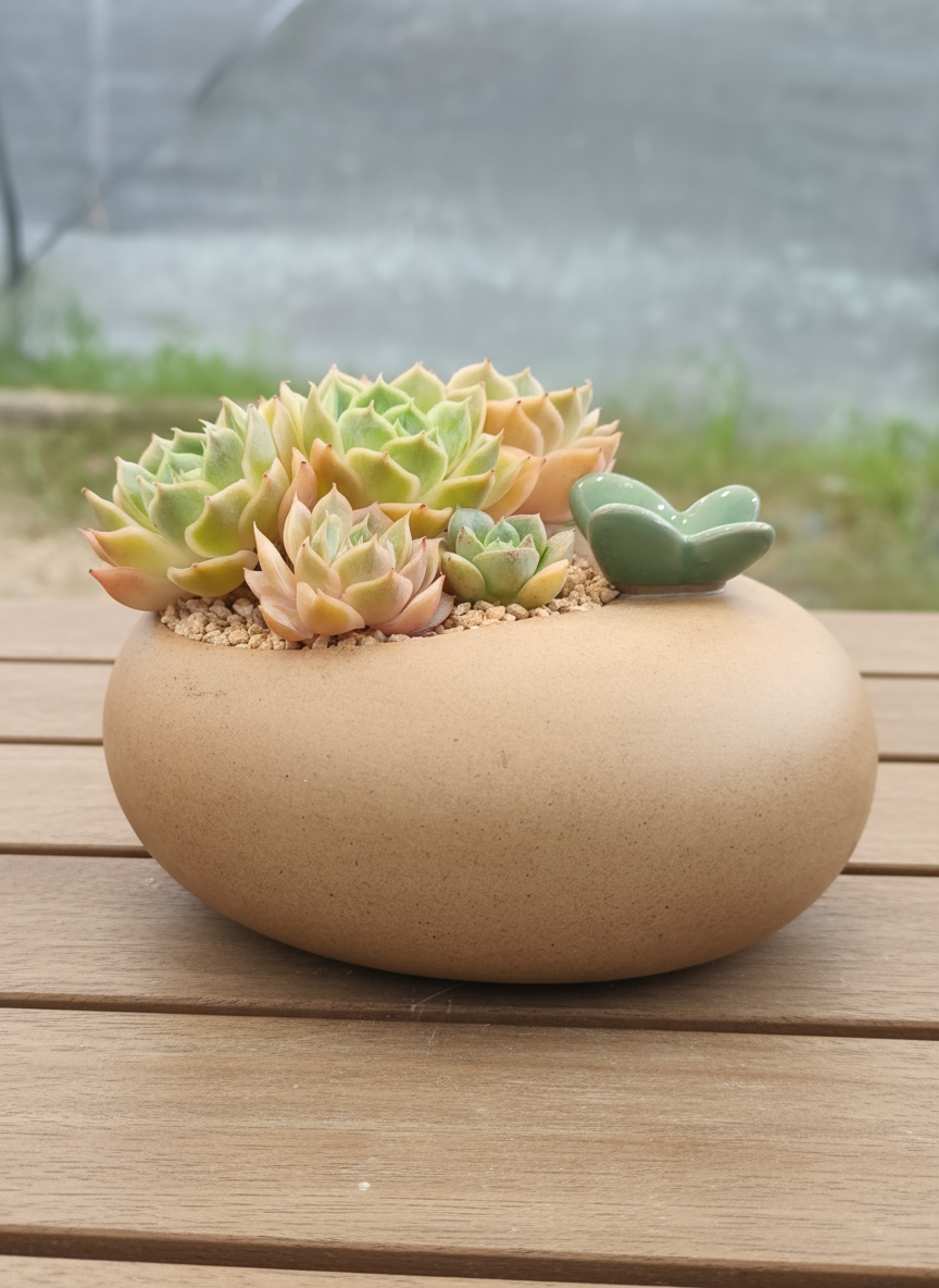Succulent Butterfly Planter – Echeveria ‘Michella’