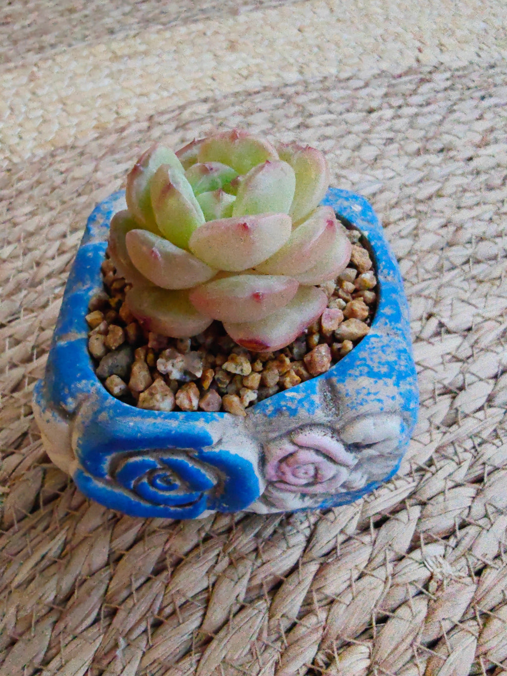 Rustic Bloom Succulent Planter – Echeveria hybrid - SlowBloomGreens