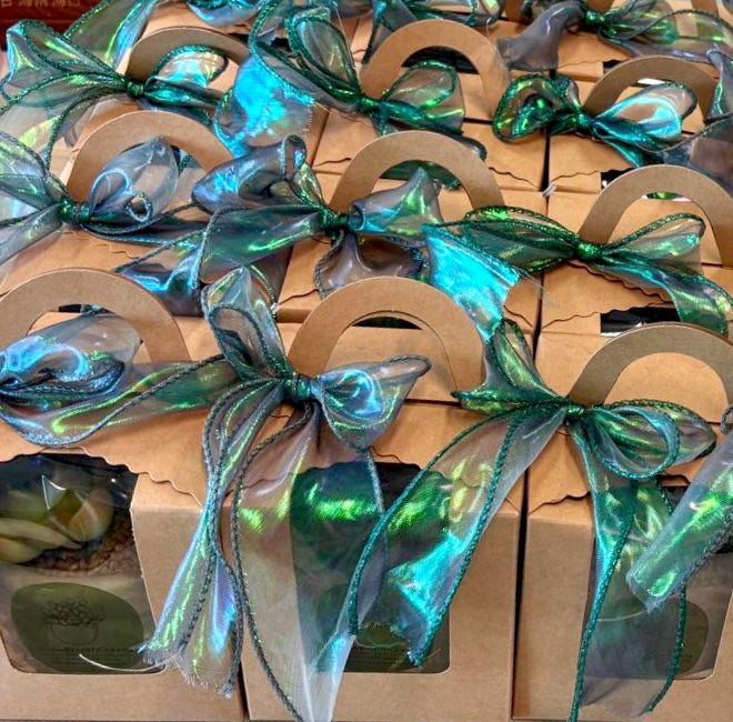 Succulent Succulent Simply Blessed Festive Terracotta (S) - Gift Favors (3 pack set)